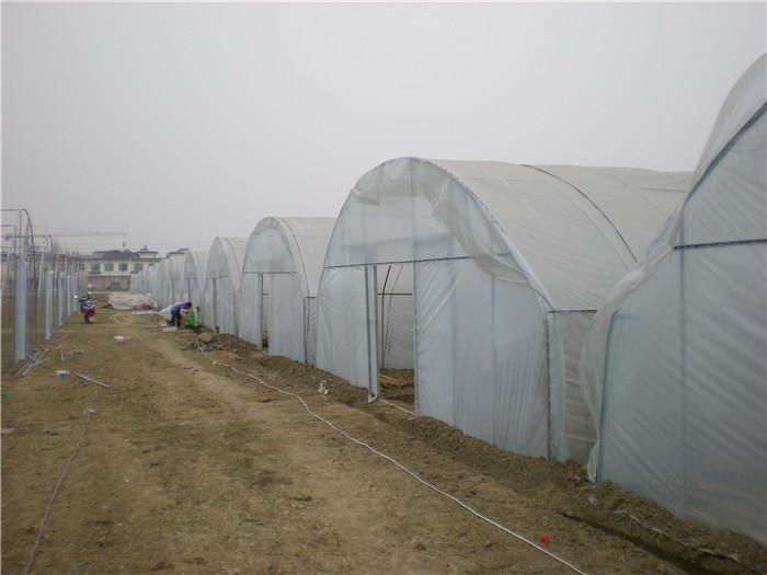 单栋简易棚案例